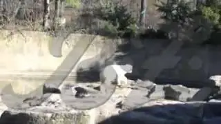 Knut Death Footage