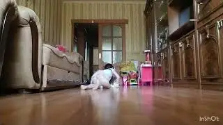 жизнь квадробика!
