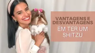 Vantagens e desvantagens em ter um Shitzu