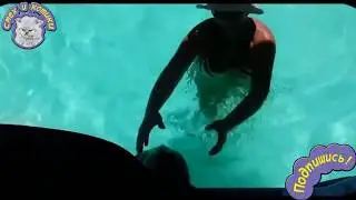 Подборка :  Кошки и вода