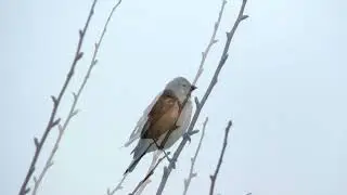 Linotte mélodieuse, Linnet, Linaria cannabina