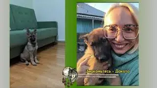Дакота Из Тигровой Династии