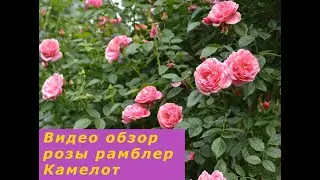 Видео обзор розы рамблер Камелот(Camelot)