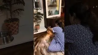 Combing the golden retriever @juniethegoldenretriever