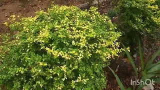 Plant Spotlight: Sunshine Ligustrum.  A lovely evergreen that adds structure to my zone 8a garden.