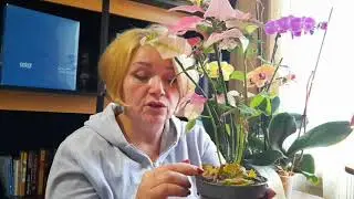 ПУАНСЕТТИЯ ИЛИ РОЖДЕСТВЕНСКАЯ ЗВЕЗДА. УХОД В ДОМАШНИХ УСЛОВИЯХ.