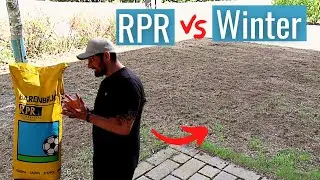 Does Rye Grass Survive Winter? Find Out Now!