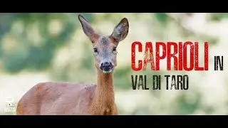 CAPRIOLI IN VAL DI TARO - Fotografare i caprioli