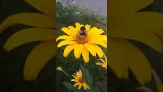 МОХНАТЫЙ ШМЕЛЬ,🎉😁