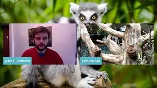 Lemurs at The Toronto Zoo!