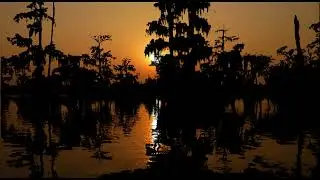 Louisiana Cicada Frogs Tropical Storm ASMR Soundscape