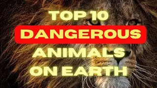 Top 10 Most dangerous animals on earth