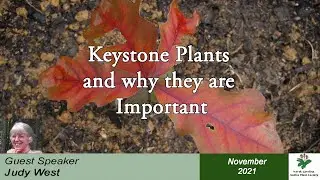 Keystone Plants and Why They are Important To Us