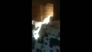 Щенки ретривера играют. 21 день/Golden puppies playing.21 day