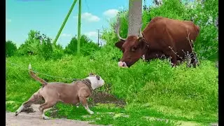 Стафф убийца VS Корова))