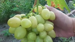 Виноград который не трескается и не повреждается осой.своя форма. срезка.