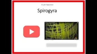 Spirogyra