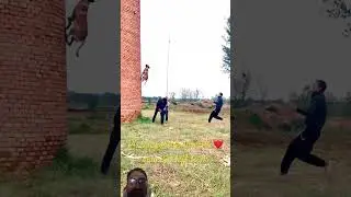 #dog Jump #training #germanshepherd #shortsfeed#shorts #trending #trendingshorts#ytshorts#cats#anime