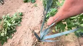 Toujours dans les poireaux