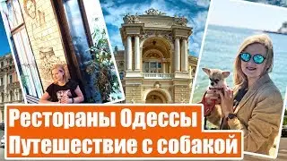 ОДЕССА. РЕСТОРАНЫ ОДЕССЫ. Как путешествовать с собакой. Собака в машине