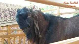 TAMPIL BEDA! KELAS EKSTRIM PERANAKAN ETAWA KALIGESING GAJAH MADA DI KONTES KAMBING SENDURO LUMAJANG