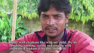 Shaharukh Khan's affaction with elephant