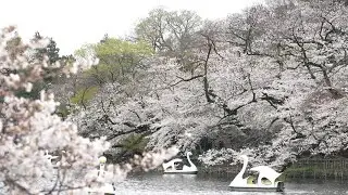 Japon : Tokyo s'émerveille devant ses cerisiers en fleurs | AFP