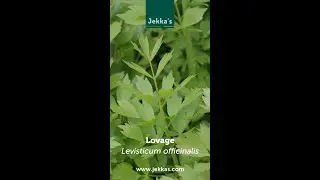 Jekka’s Herb Stories: Lovage, Levisticum officinale.