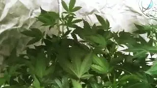 LEMON CAKE 8 DAYS INTO FLOWER(BLURPLE LIGHTS TURNED OFF)