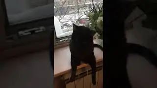 Кот спинальник