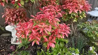Maintaining Cloud Pruning For Pieris Japonica (Early Season) - May 4, 2022