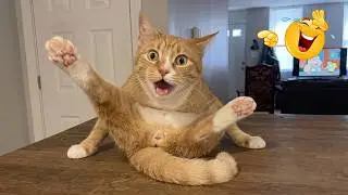 Funny Animal Compilation 2026 😂 These Funny Pets Somehow Keep Every Laugh Coming Back for More Fun!