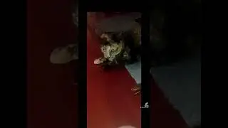 #cat cat playing with mechanical cockroach #batteryroach #misskitty #dottedwhiskers.com