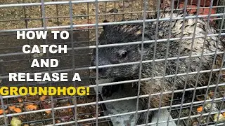 How to Catch and Release a Groundhog!