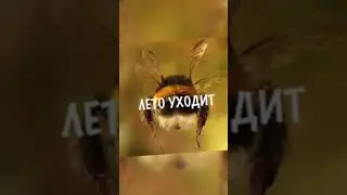 Лето тенью тает скоро былью станет. Скоро осень...