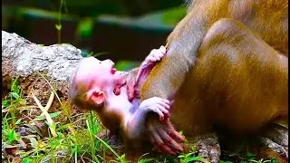 S+adly Acti0n Of Baby LUNO Was A_ngr!ly C_rying L0udly On Wet Soil ||Mom LUNO Feeling B0red With Him