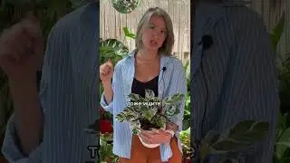ПРЕКРАСНЫЕ КАЛАТУШИ💚 больше пользы о растениях в моем тг t.me/spottykit