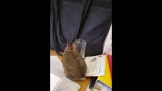 Clumsy Bunno