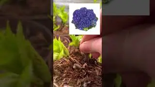 Гортензия в продаже цены Воронеж 