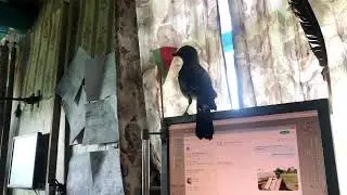 Флаг Сойке в руки