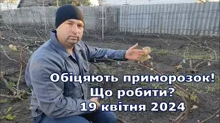 Обіцяють приморозок! Що робити? 19.04.2024