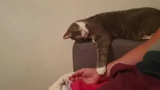 кот Кузя