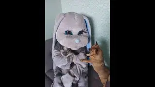 Зайка, котик и собачка