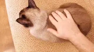 Catloaf's Happy Ending