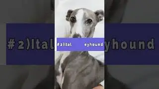 3 Most Needs Dog Breeds 