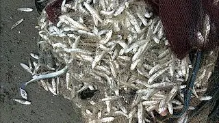Old traditional fishing techniques using net fishing at sea shore