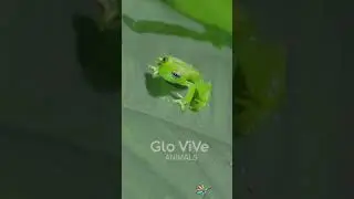 🟢 Las ranas de cristal