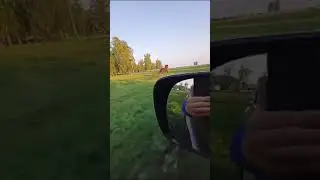продам жеребца Владимирский тяжеловоз.89049364440 Андрей