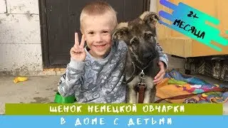 Щенок немецкой овчарки 2 месяца. Большая собака в доме с детьми.