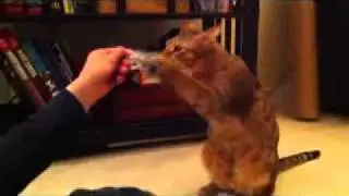 Cat Does His Boxing Training Routine